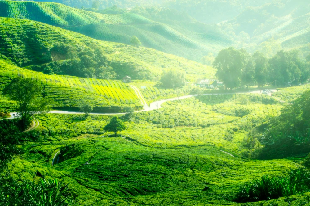 Kochi  Munnar Package