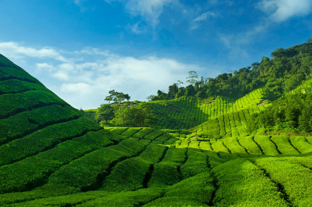 Kochi Munnar Thekkady Kovalam Alleppey Tour Package