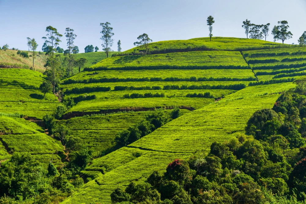 Kochi Munnar Thekkady Kovalam Alleppey Tour Package
