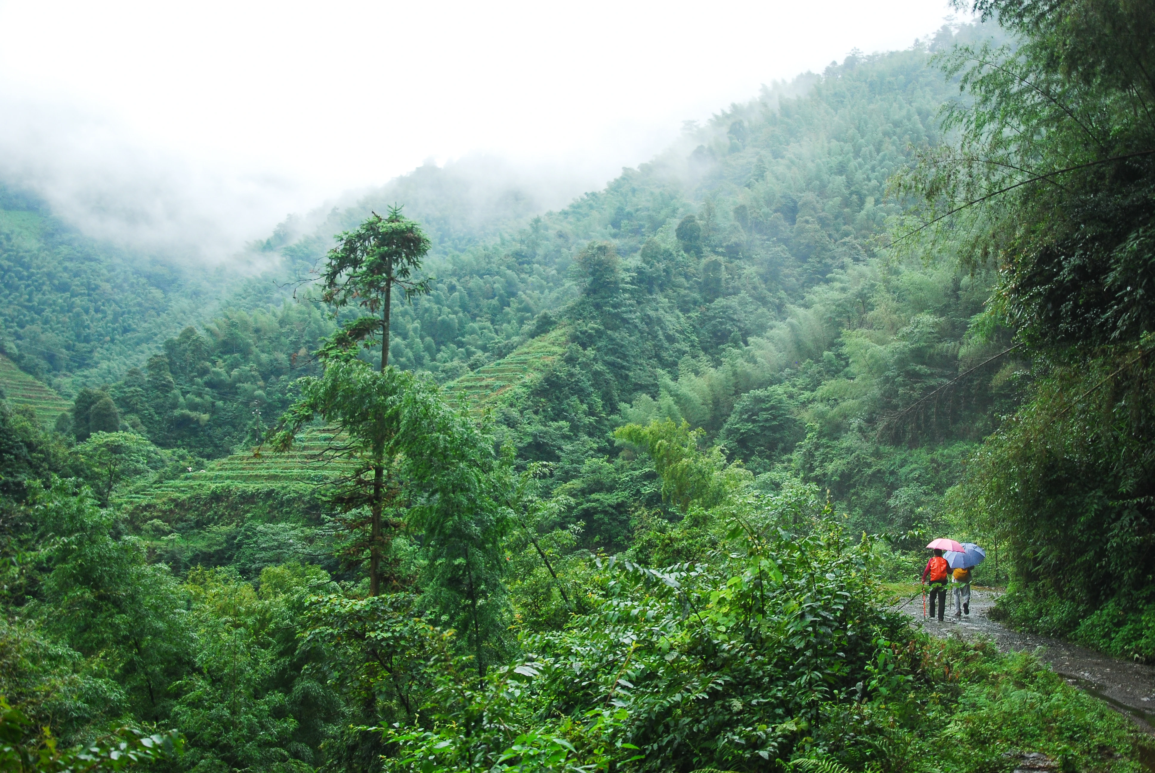 Wayanad Coorg Tour Package