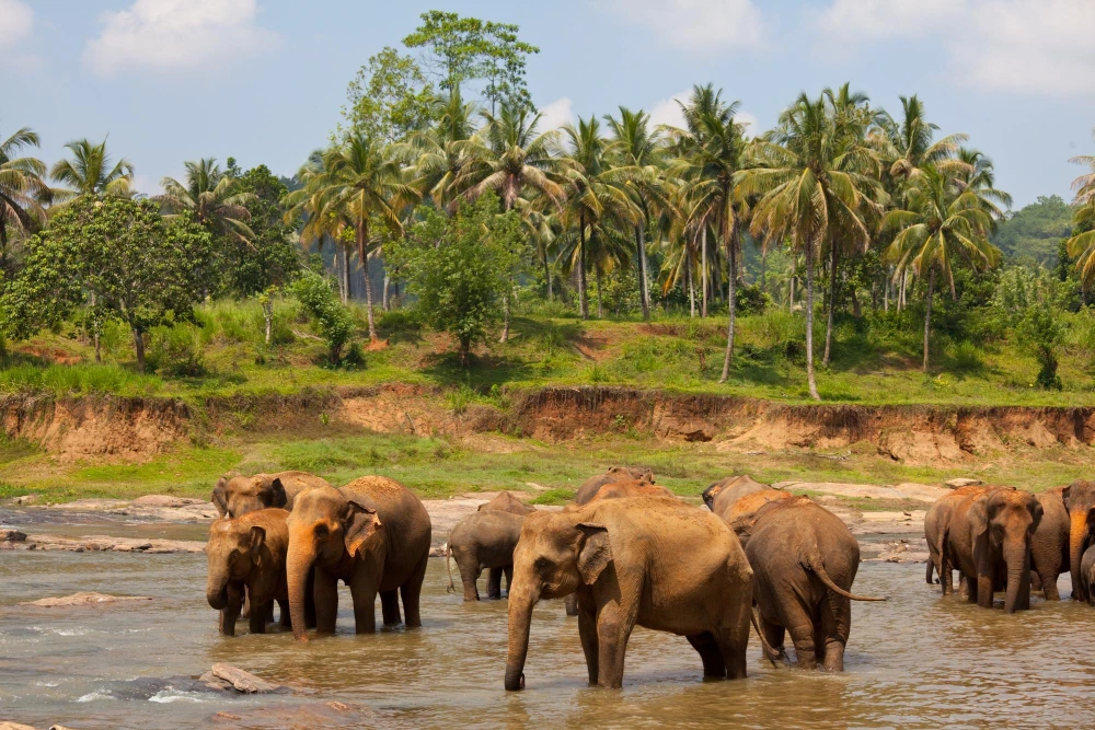 Wayanad Coorg Tour Package