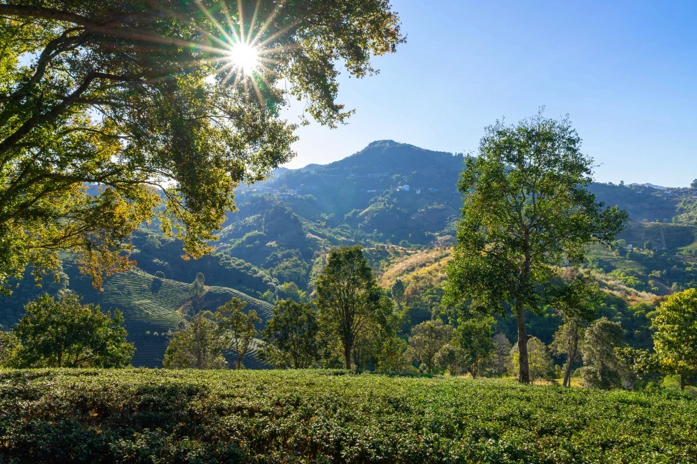 Coorg Tour Package