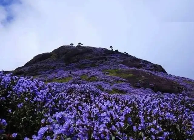 Neelakurinji Blossom Tour Package