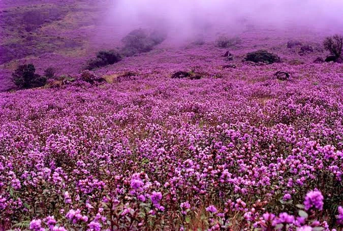 Neelakurinji Blossom Tour Package