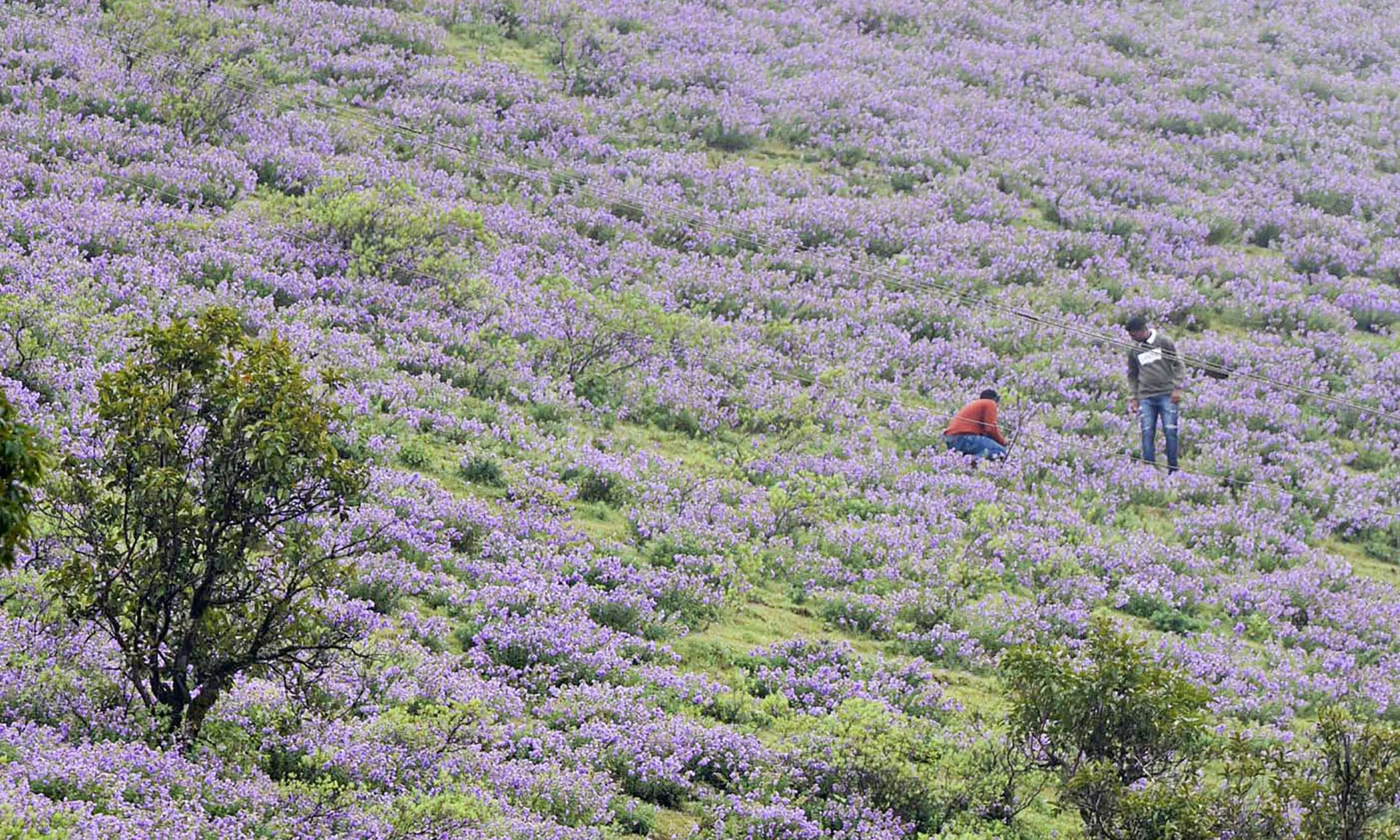 Neelakurinji Blossom Tour Package
