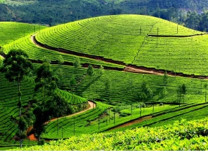 Munnar – Thekkady – Alleppey