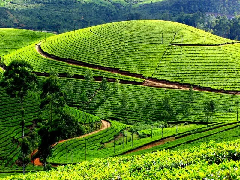 Munnar – Thekkady – Alleppey